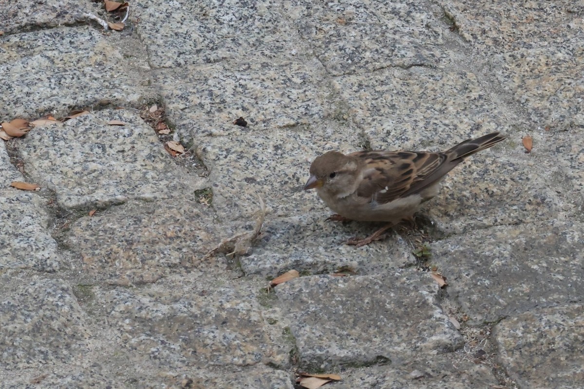 House Sparrow - GEOFFREY SHINKFIELD