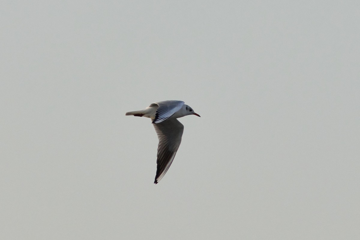 Mouette rieuse - ML624192700