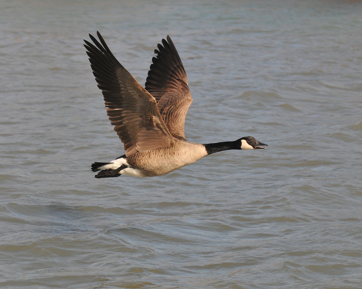 Canada Goose - ML624192725