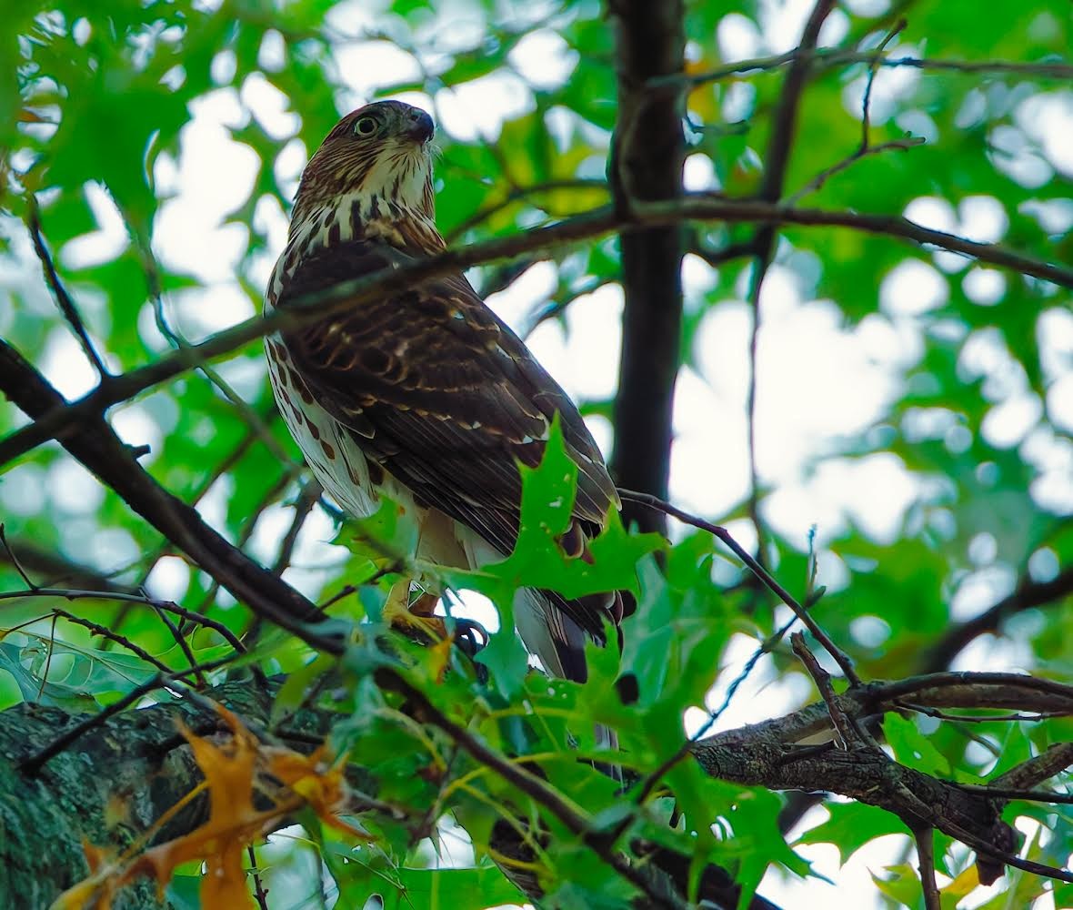 Cooper's Hawk - ML624192726