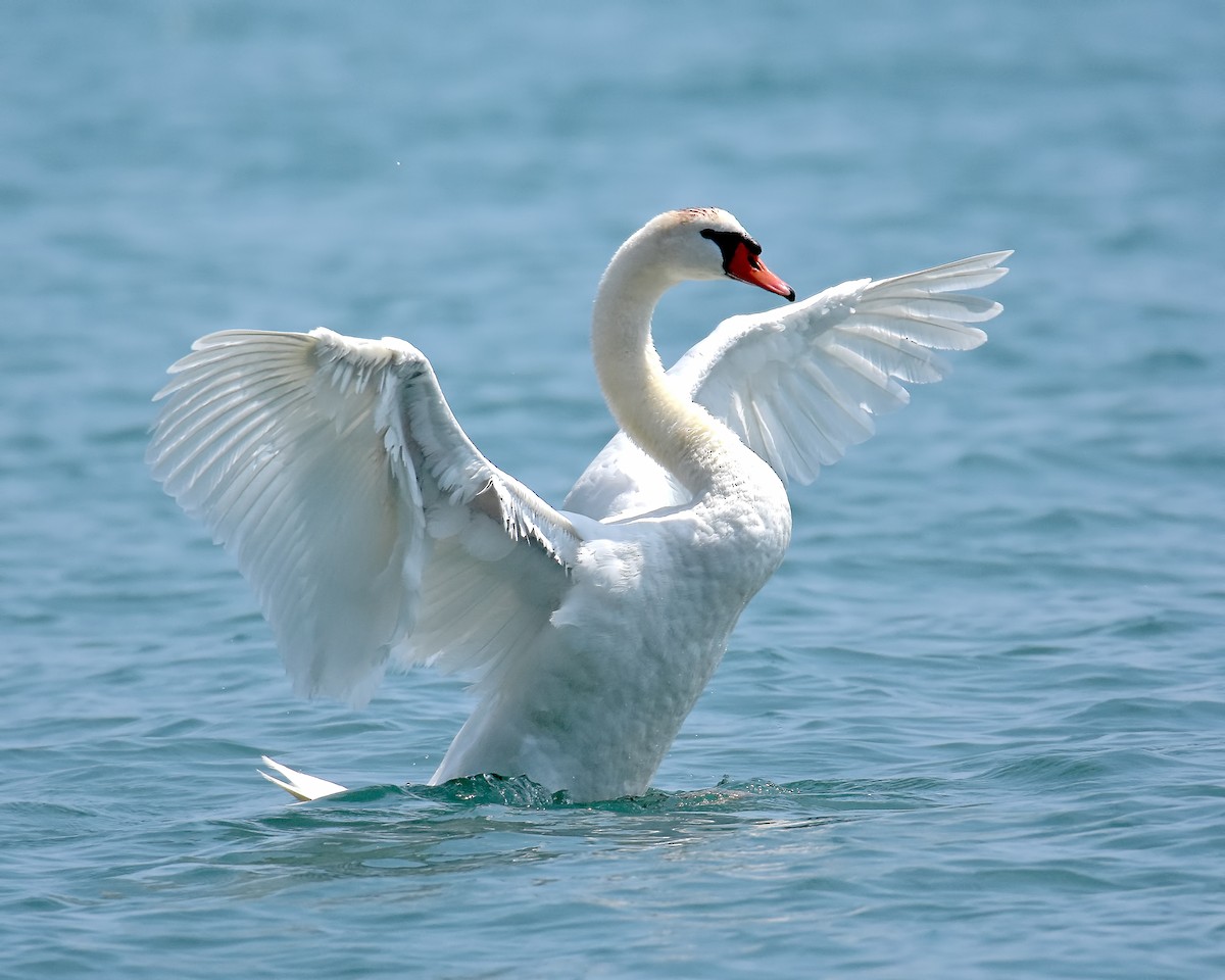 Mute Swan - ML624192730