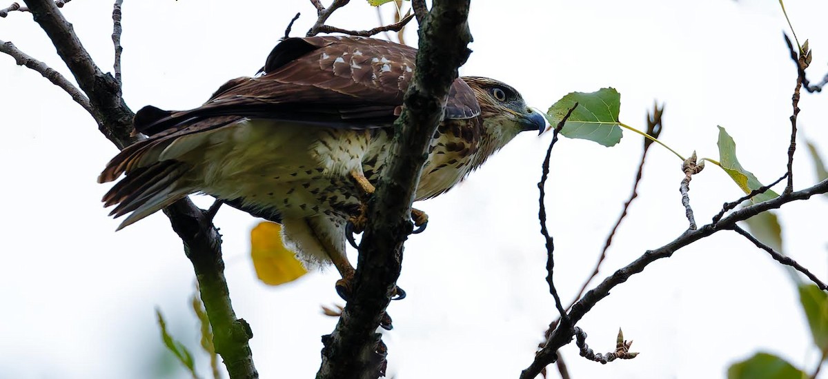 Red-tailed Hawk - ML624192731