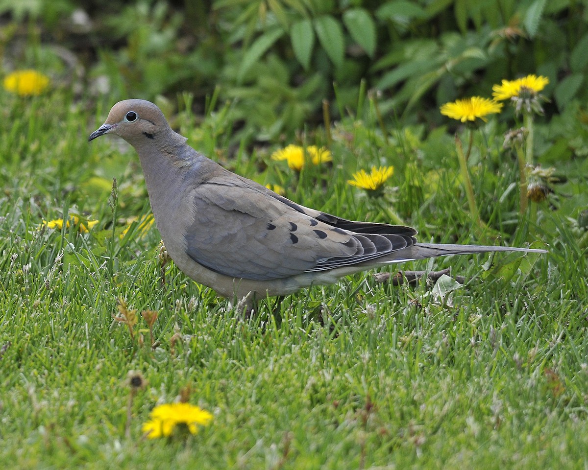 Mourning Dove - ML624192733