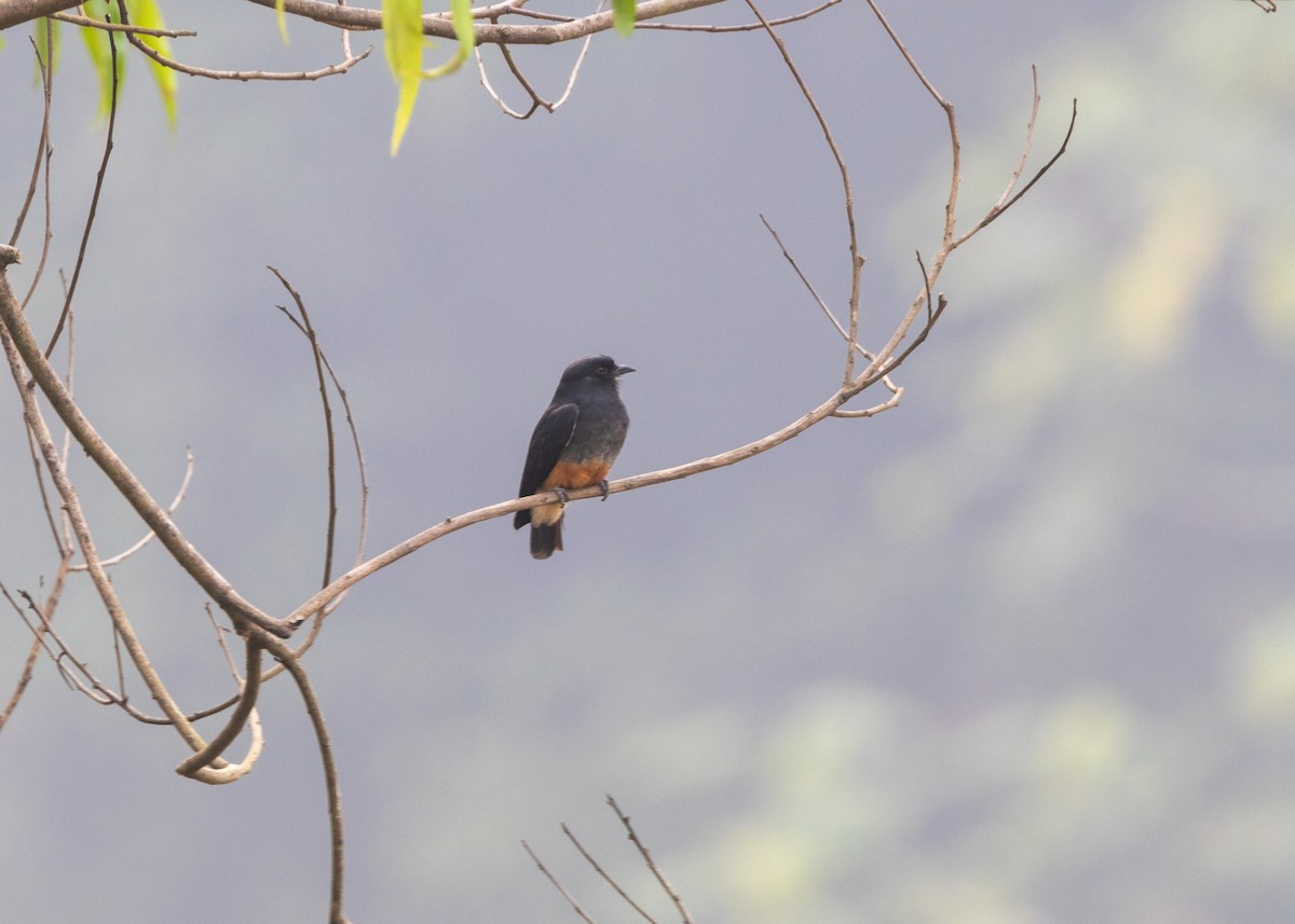 Swallow-winged Puffbird - Silvia Faustino Linhares