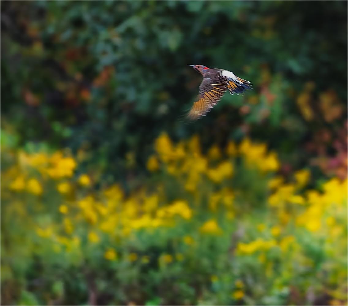 Northern Flicker - ML624192747