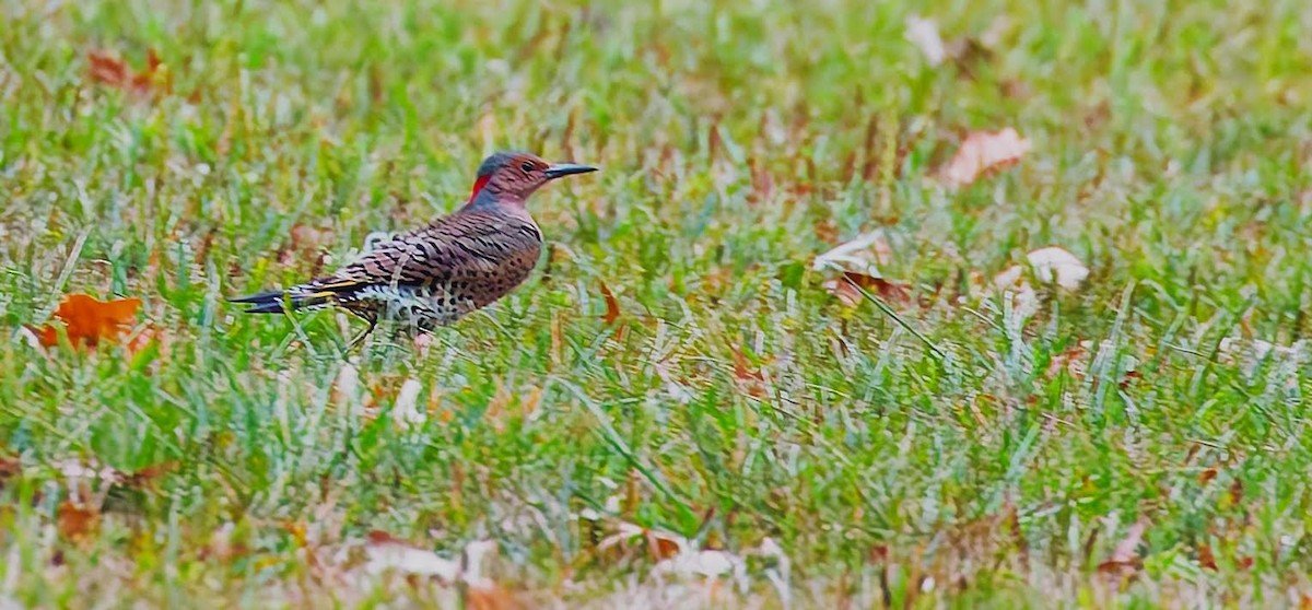 Northern Flicker - ML624192748