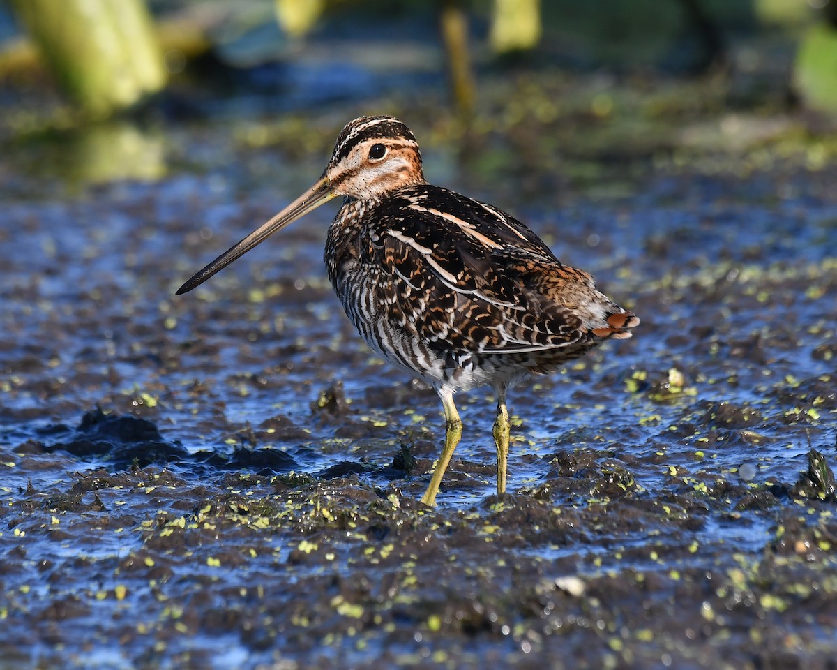 Wilson's Snipe - ML624192752