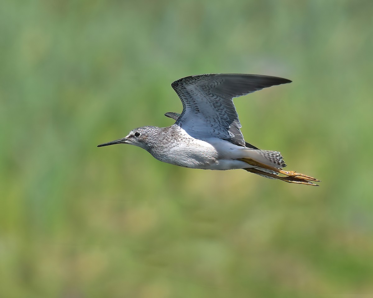 Lesser Yellowlegs - ML624192755