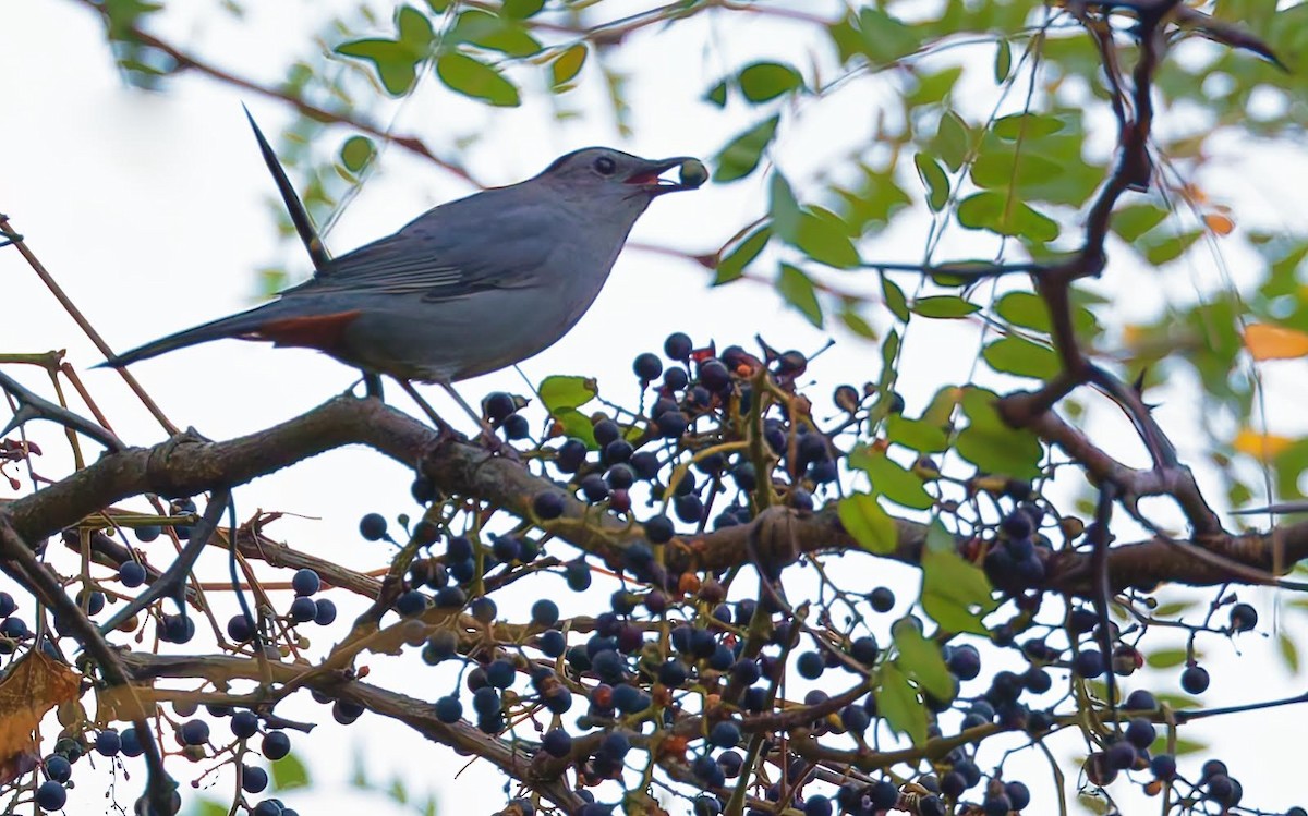 Gray Catbird - ML624192756