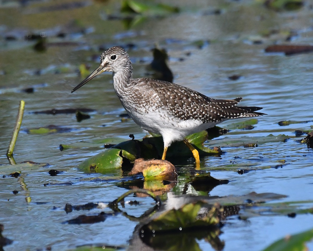 Greater Yellowlegs - ML624192762