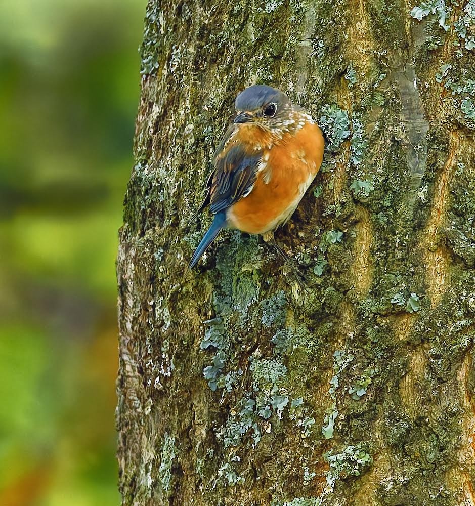 Eastern Bluebird - ML624192768