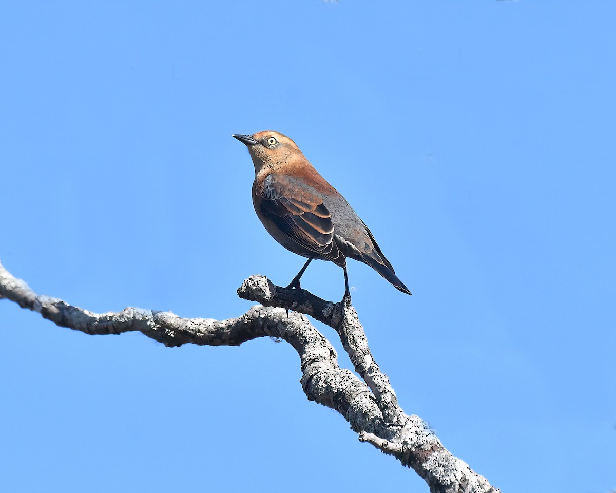 Rusty Blackbird - ML624192770