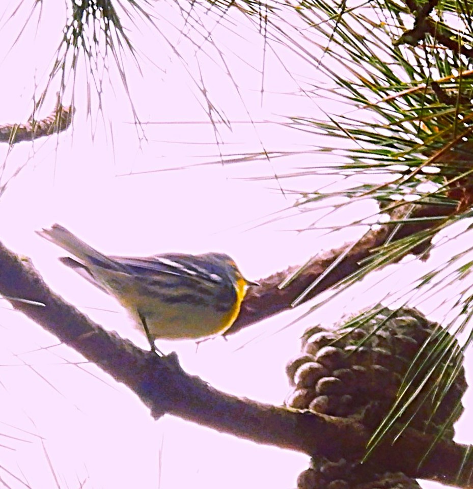 Grace's Warbler - ML624192775