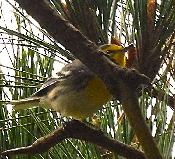 Grace's Warbler - ML624192787