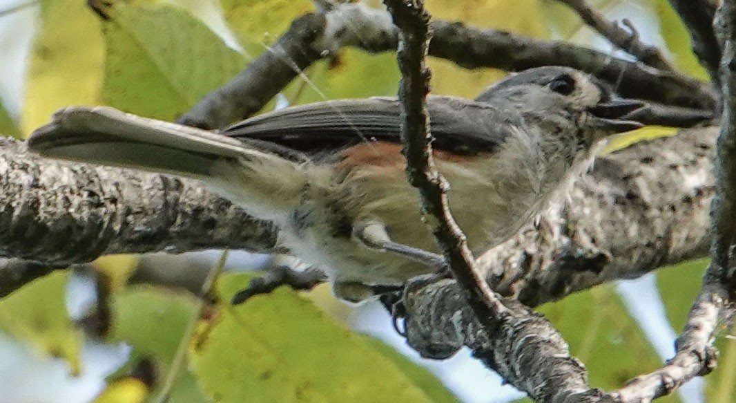 Herrerillo Bicolor - ML624192817