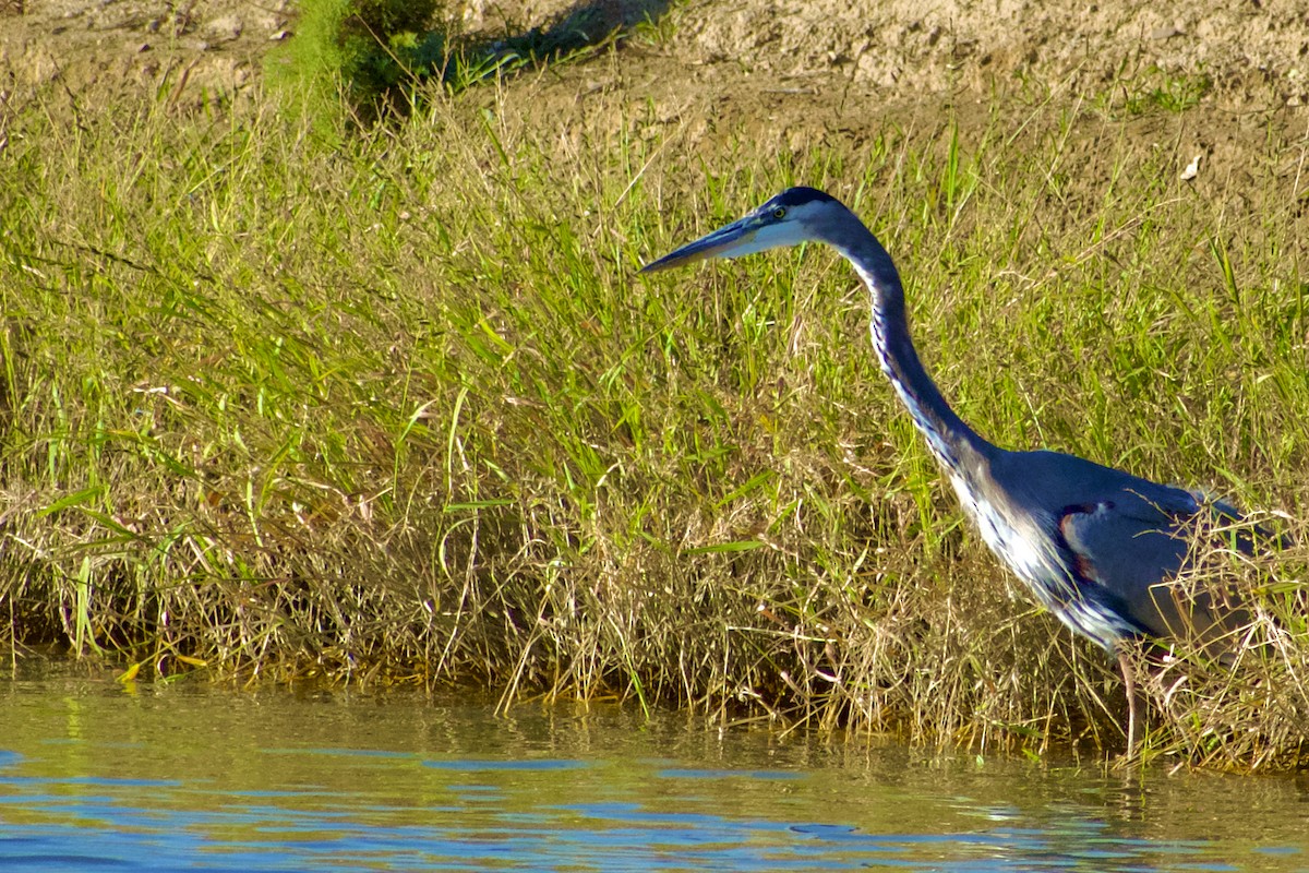 Garza Azulada - ML624192824