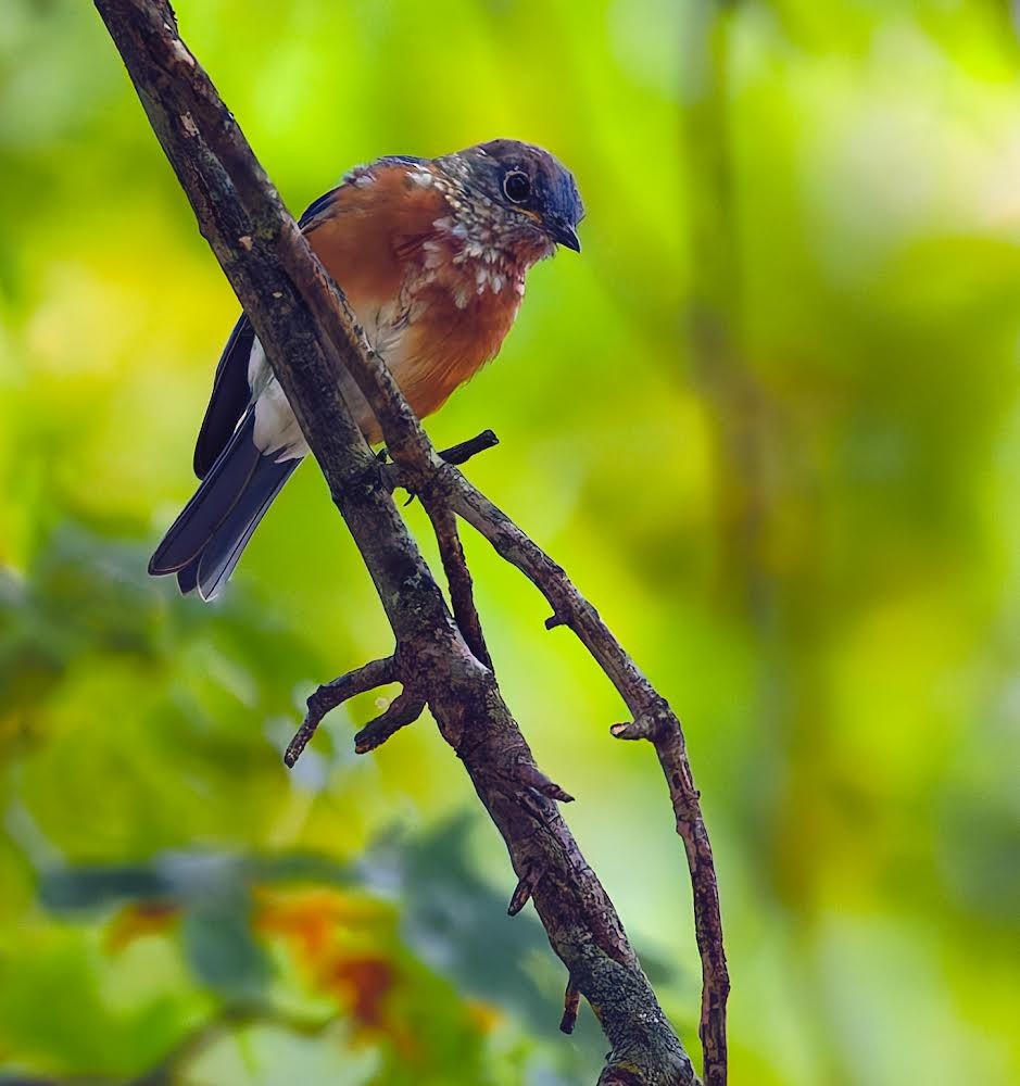 Eastern Bluebird - ML624192832