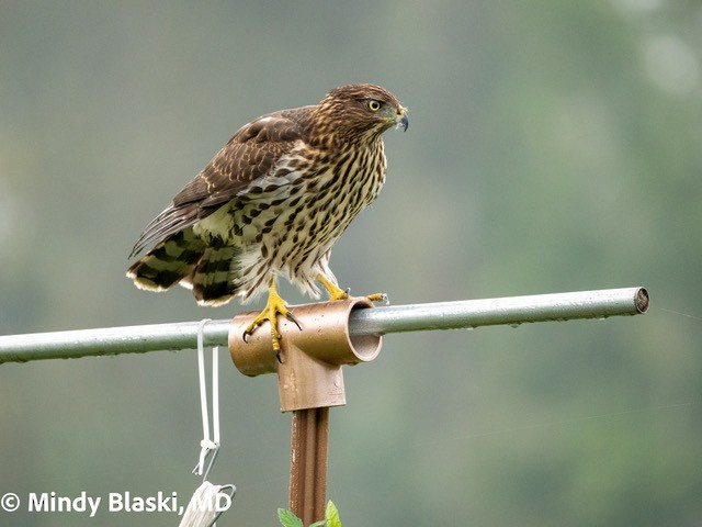 Cooper's Hawk - ML624192836