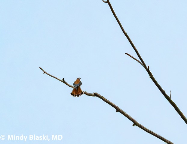 American Kestrel - ML624192858