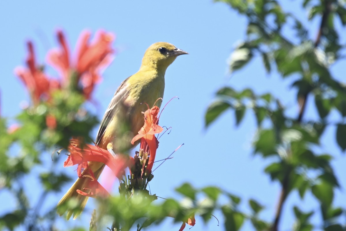 Orchard Oriole - ML624192868