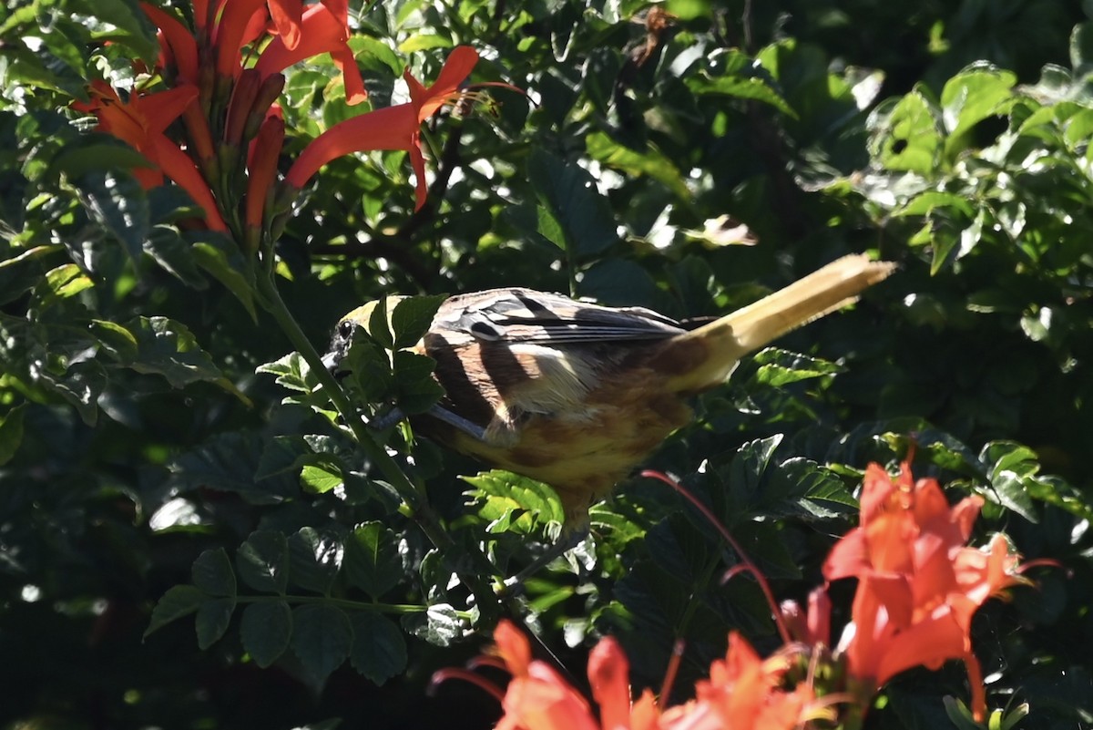 Orchard Oriole - ML624192869