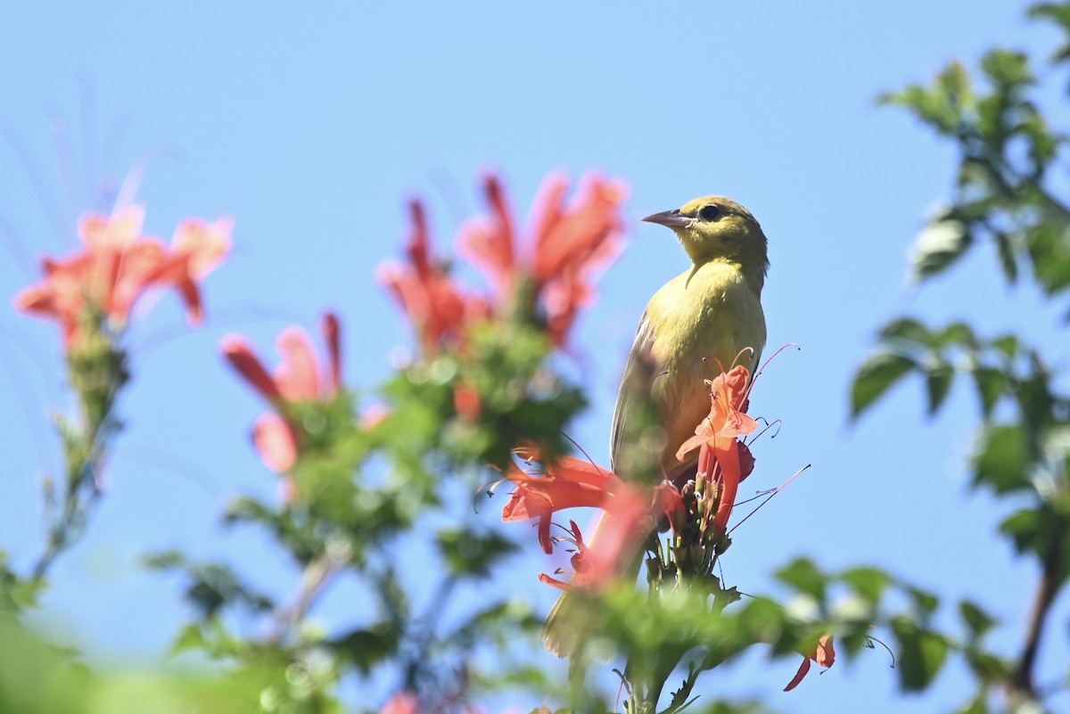 Orchard Oriole - ML624192870