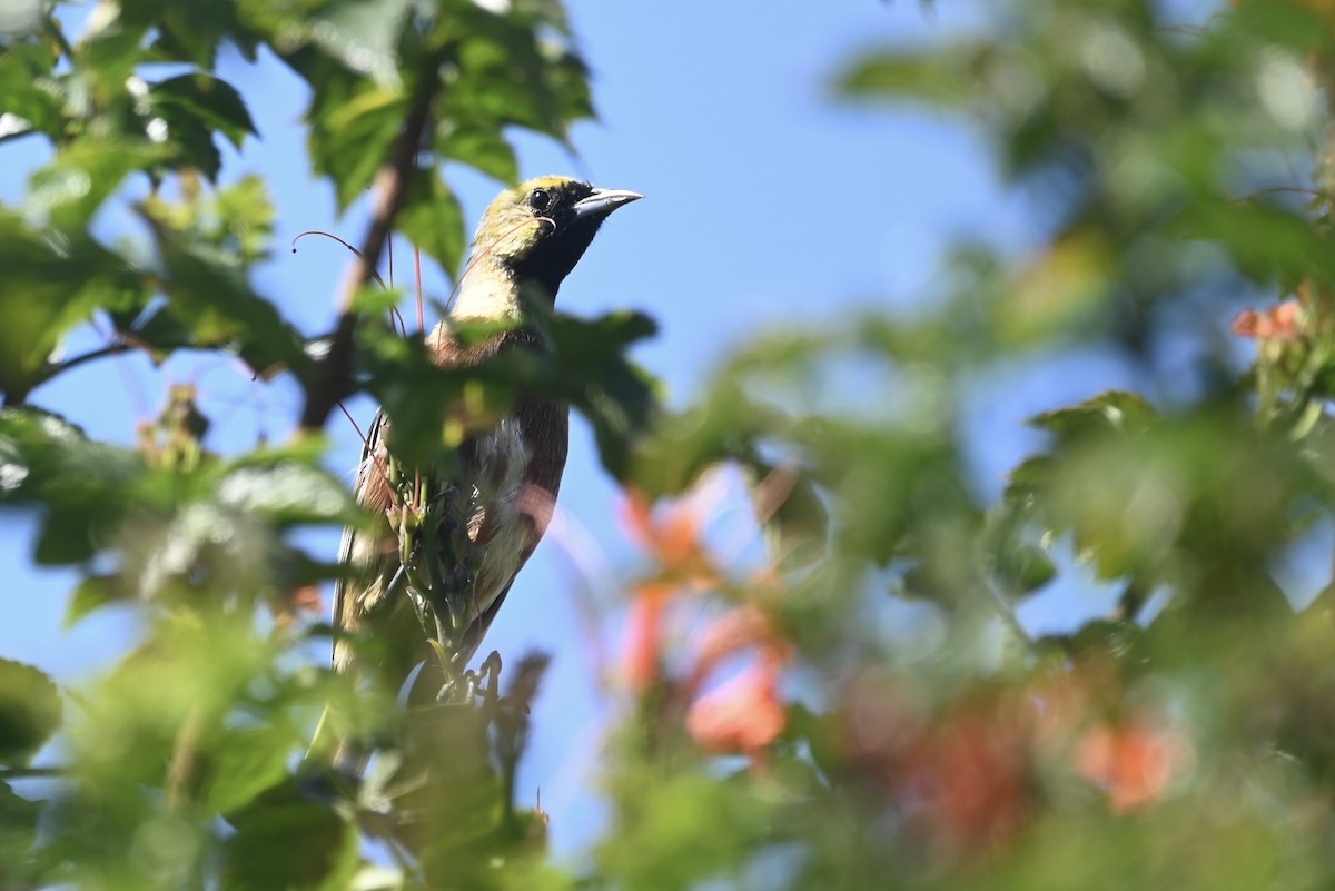 Oriole des vergers - ML624192871