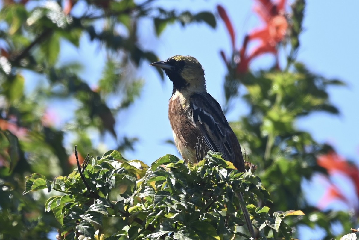 Orchard Oriole - ML624192872