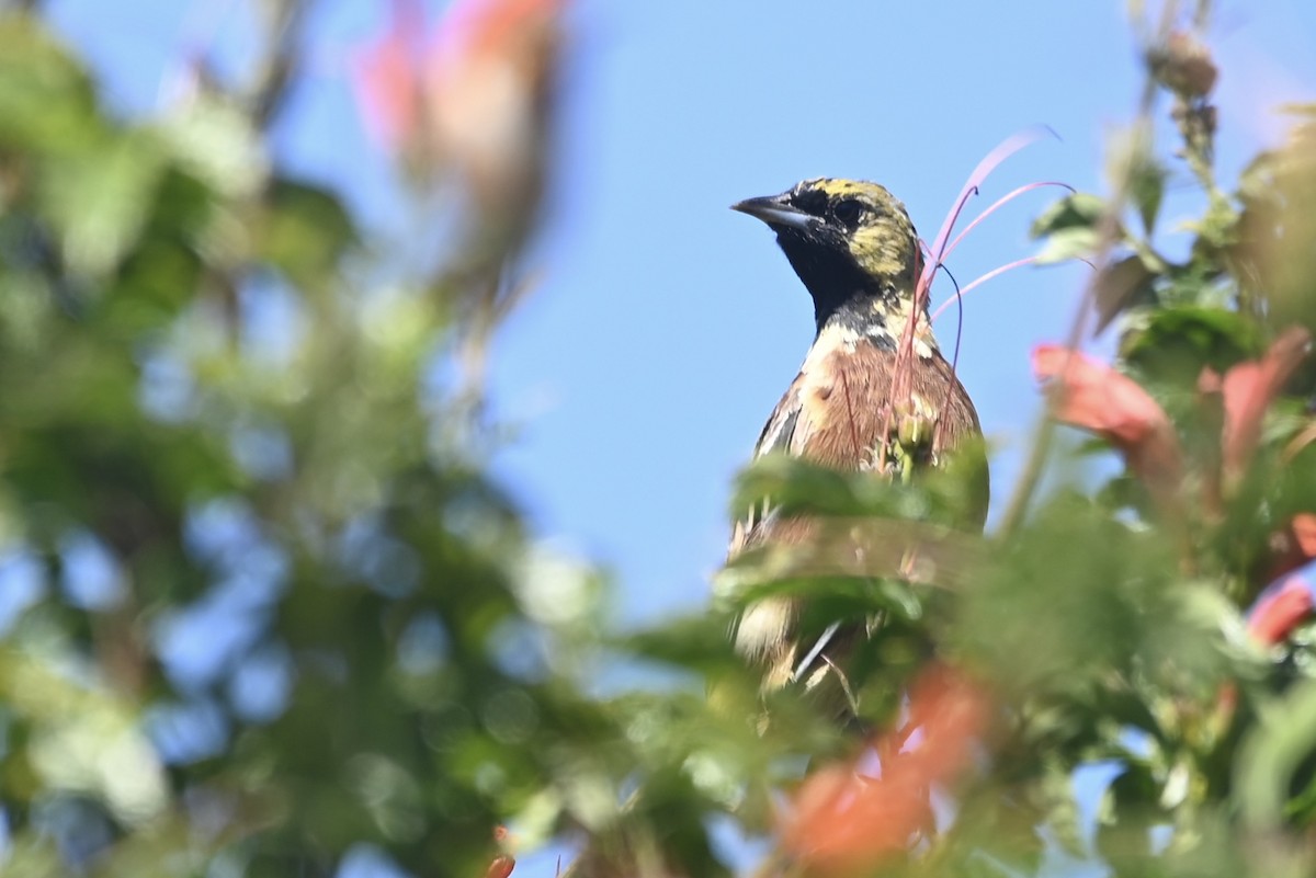 Orchard Oriole - ML624192873