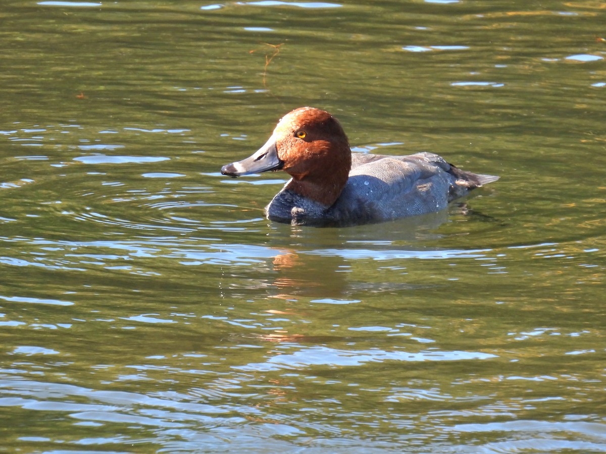 Redhead - ML624192874