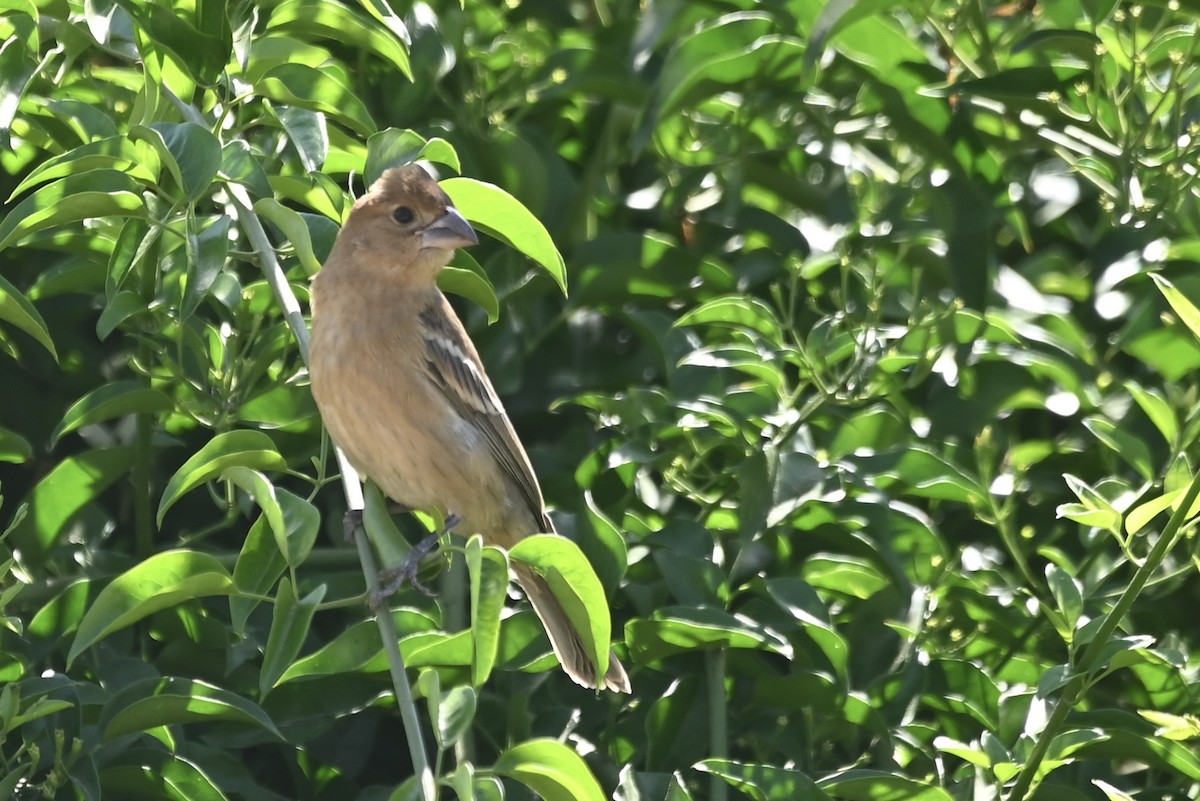 Blue Grosbeak - ML624192876