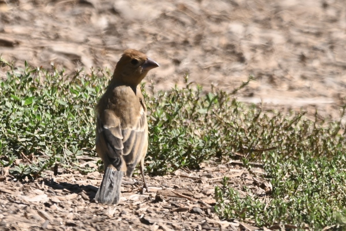 Blue Grosbeak - ML624192877