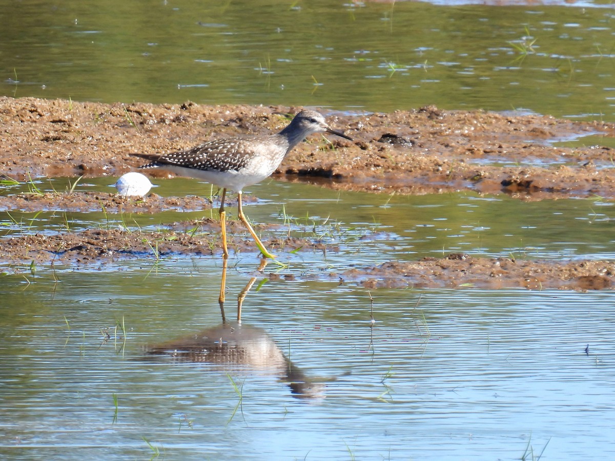 Lesser Yellowlegs - Joan K