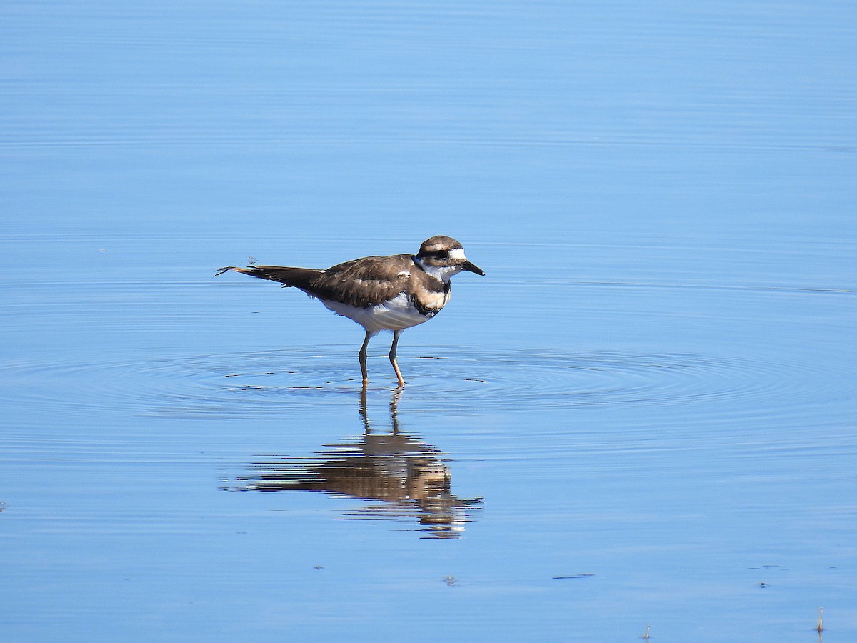 Killdeer - ML624192890