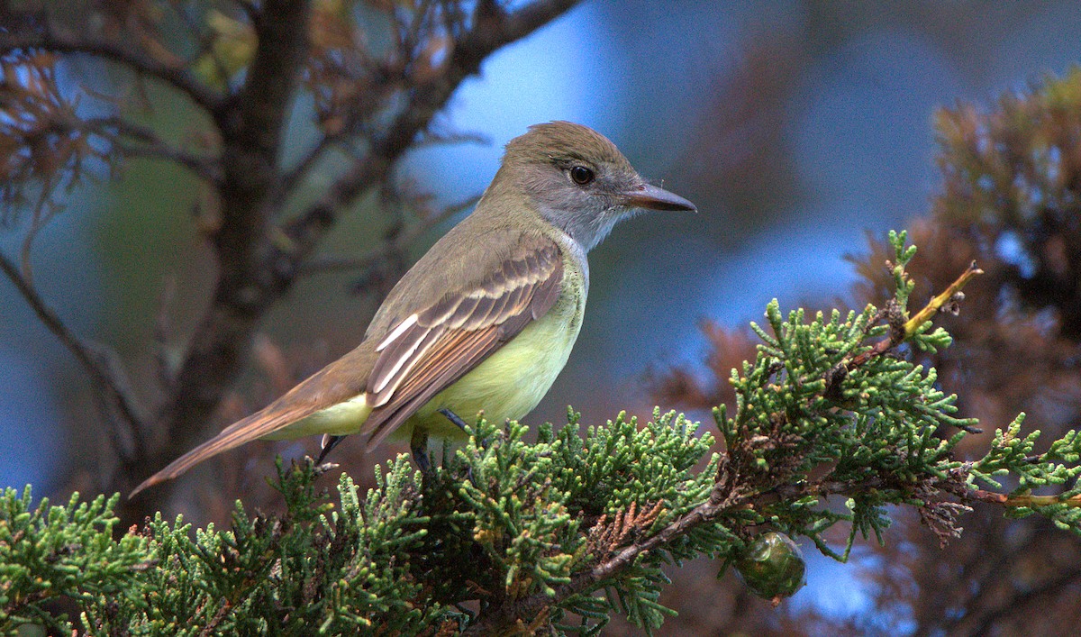 Great Crested Flycatcher - ML624192893