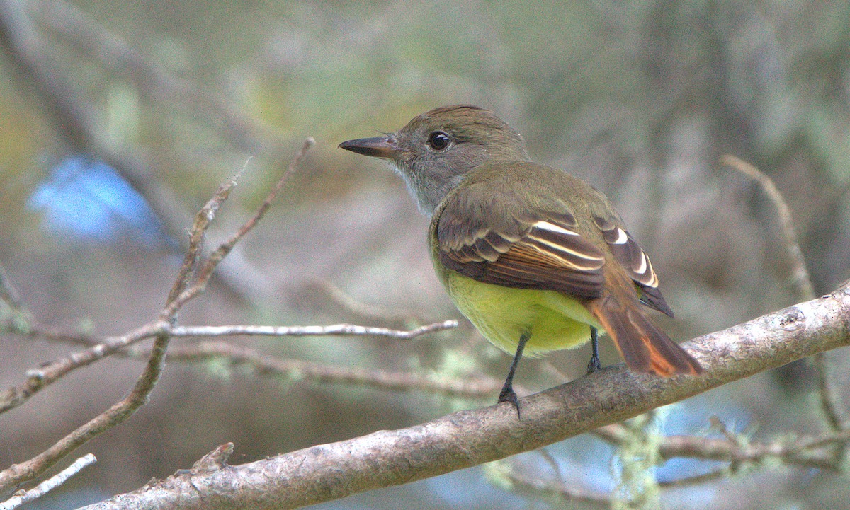 Great Crested Flycatcher - Curtis Marantz