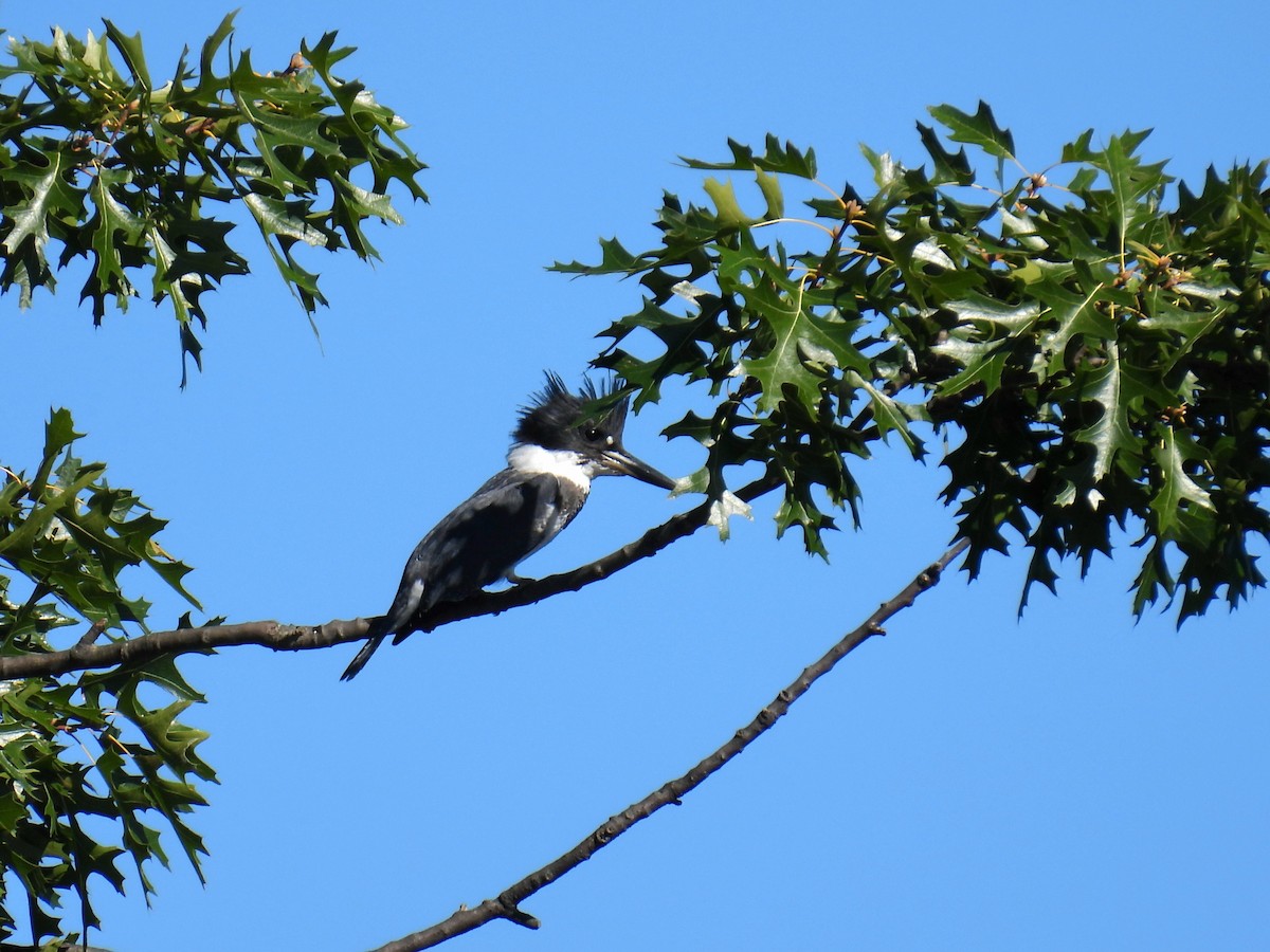 Belted Kingfisher - ML624192899