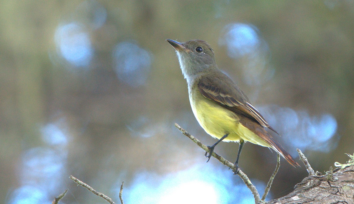 Great Crested Flycatcher - ML624192901