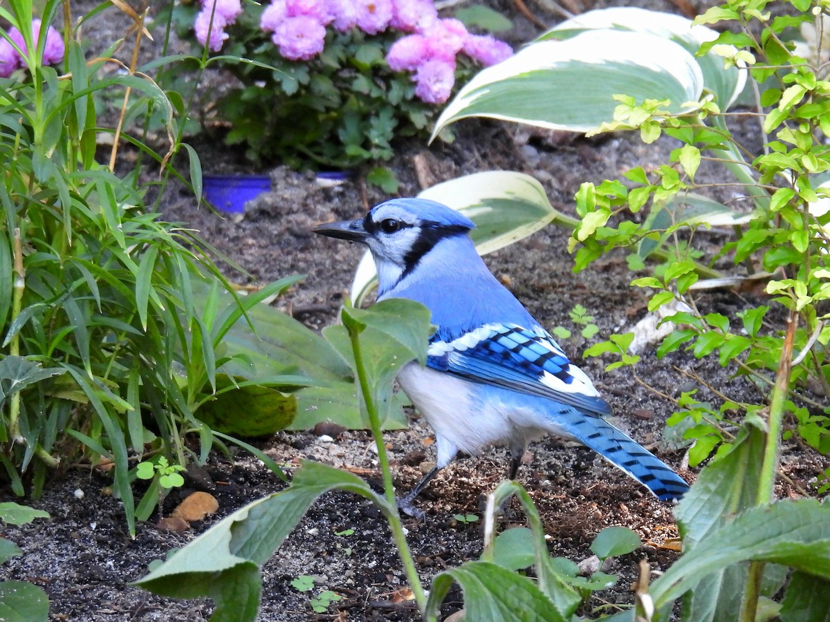 Blue Jay - ML624192903