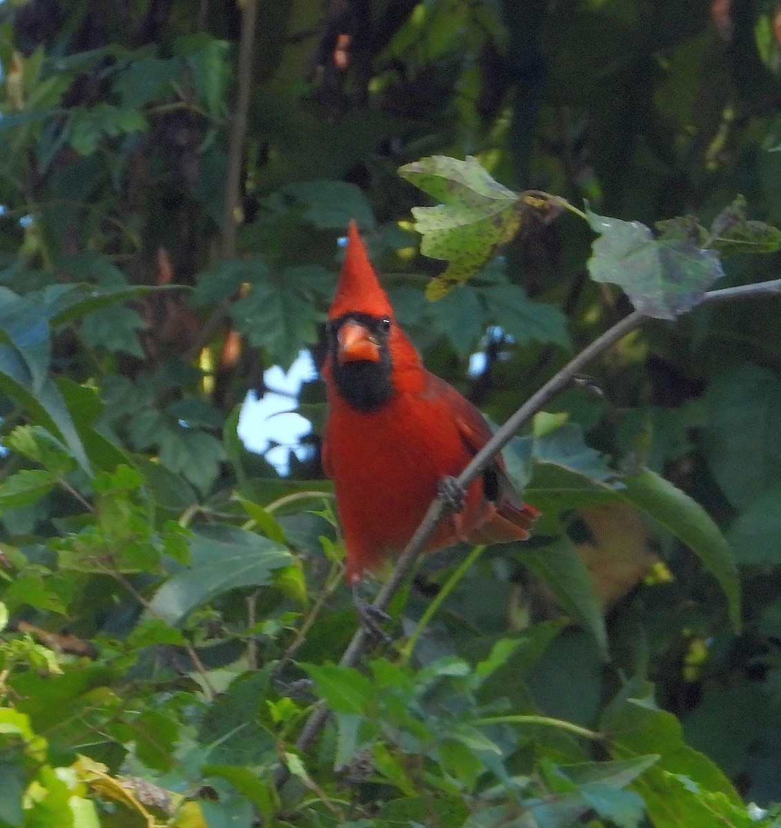 Cardenal Norteño - ML624192906