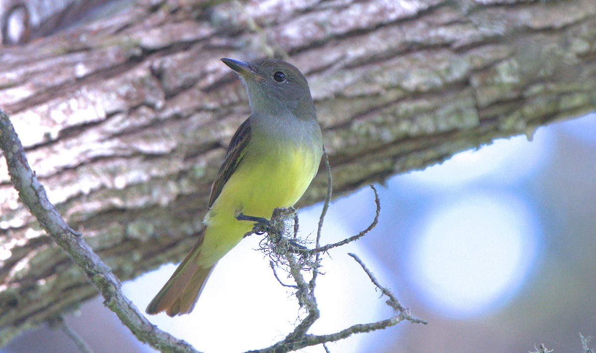 Great Crested Flycatcher - ML624192908