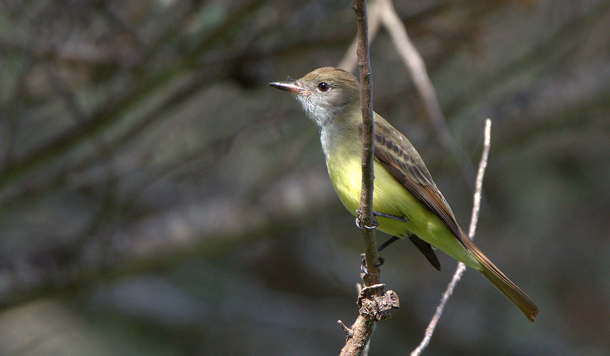 Great Crested Flycatcher - ML624192910