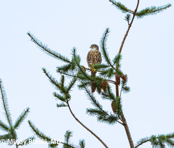 Merlin - ML624192913