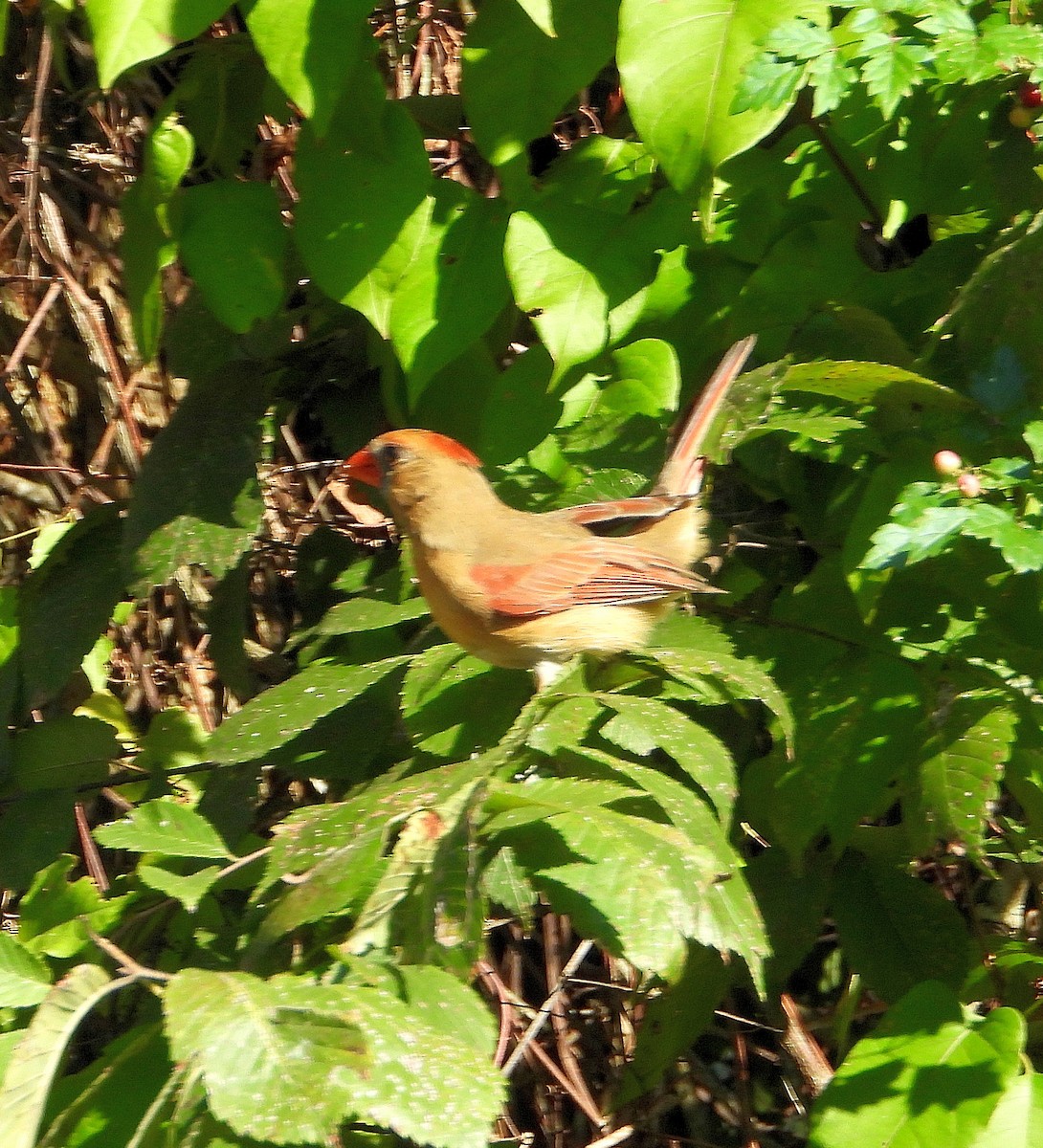 Northern Cardinal - ML624192918