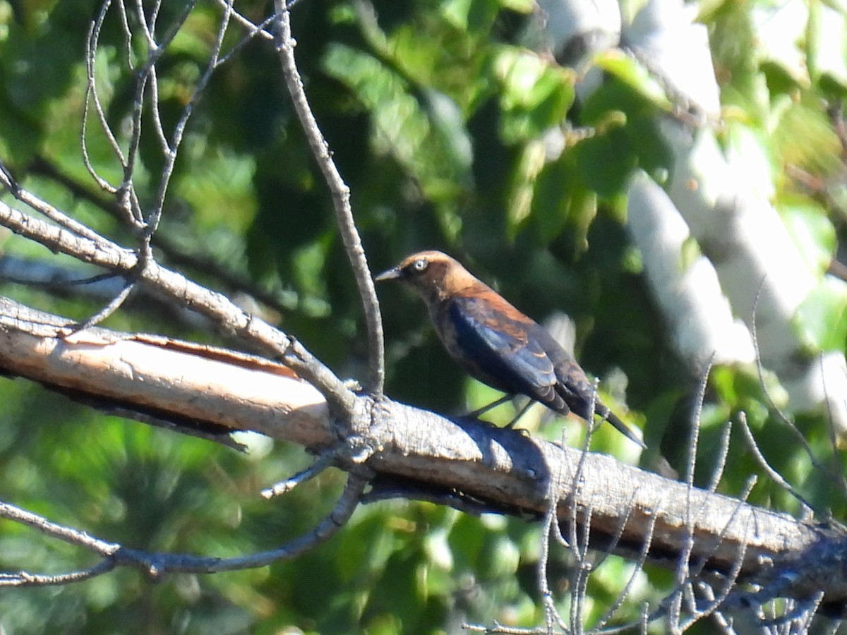 Rusty Blackbird - ML624192920