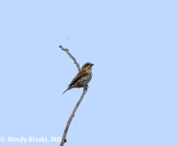 Purple Finch - ML624192922