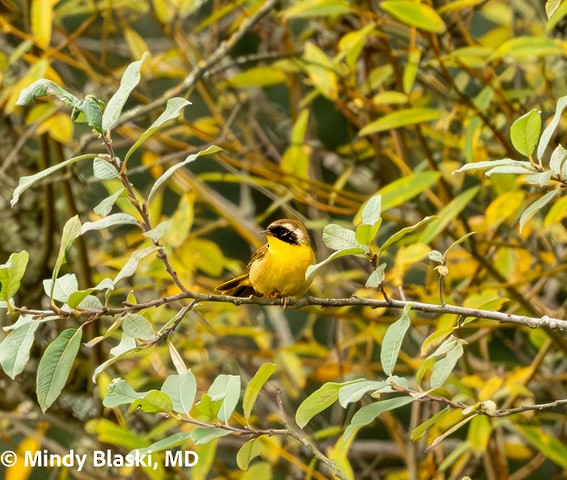 Common Yellowthroat - ML624192934