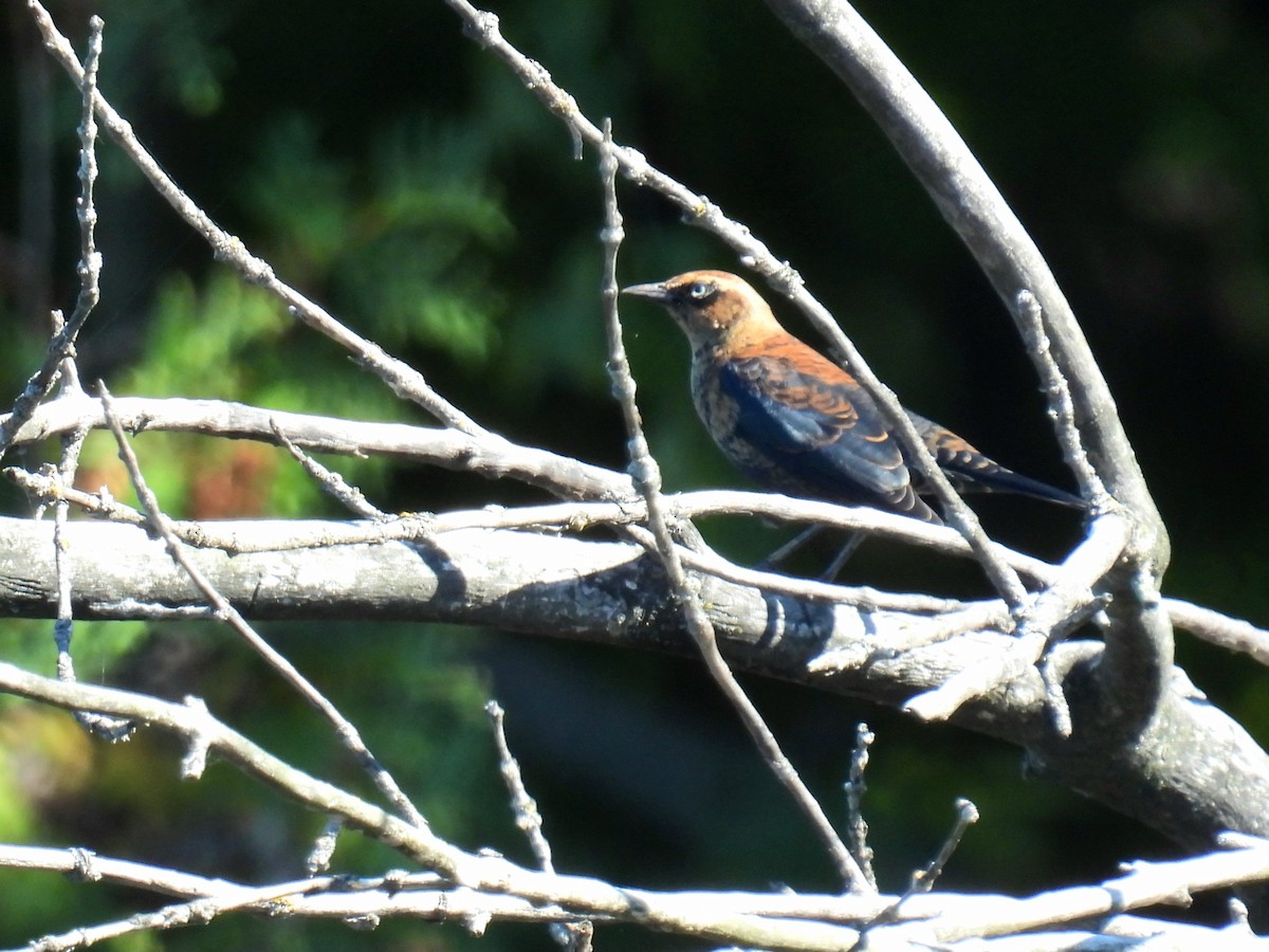 Rusty Blackbird - ML624192937