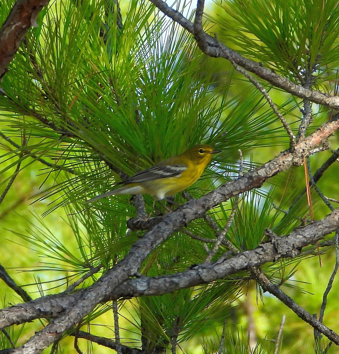 Pine Warbler - ML624192939