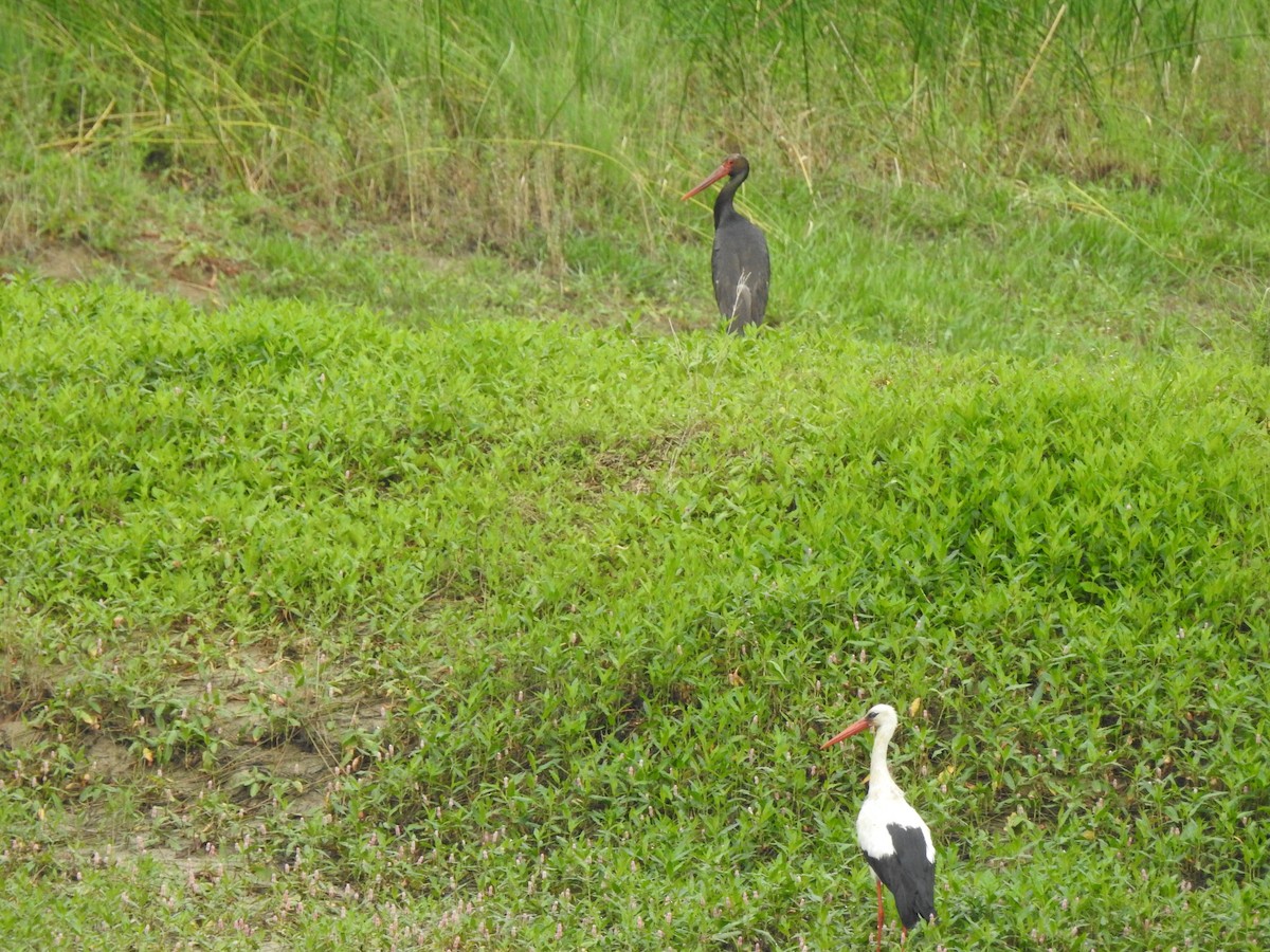 Black Stork - ML624192940